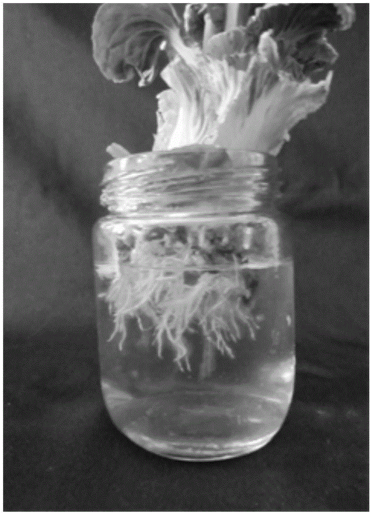 Chinese cabbage rooting-promoting hydroponic nutrient solution and preparation method thereof