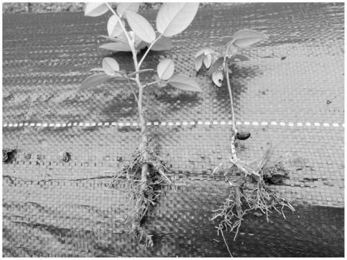 Method for planting radix sophorae tonkinensis in limestone mountain land