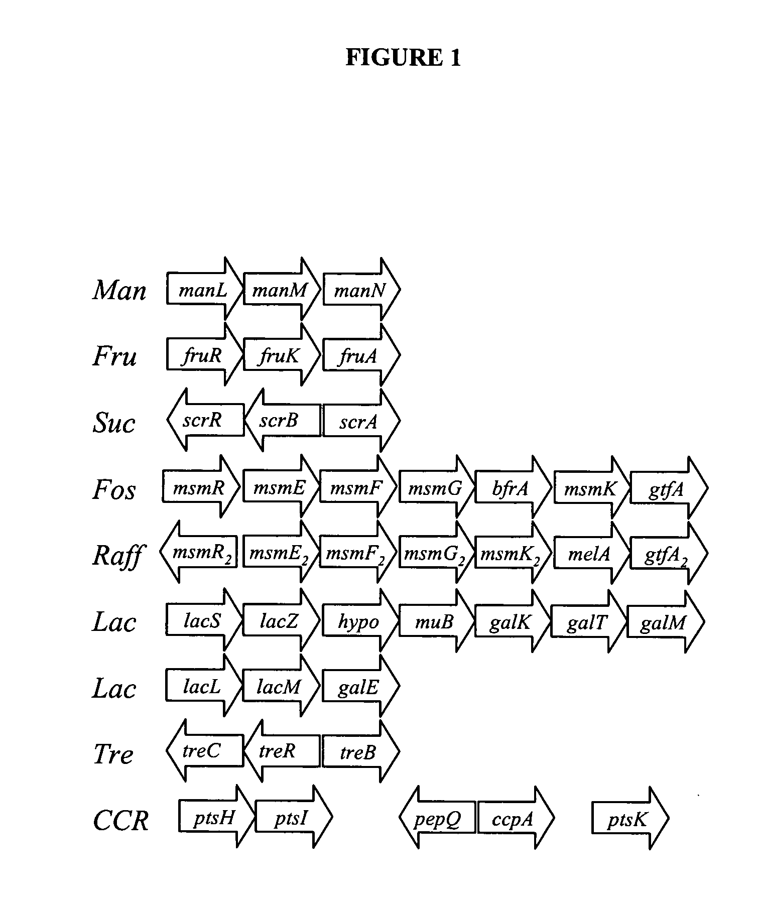 Lactobacillus acidophilus nucleic acid sequences encoding carbohydrate utilization-related proteins and uses therefor