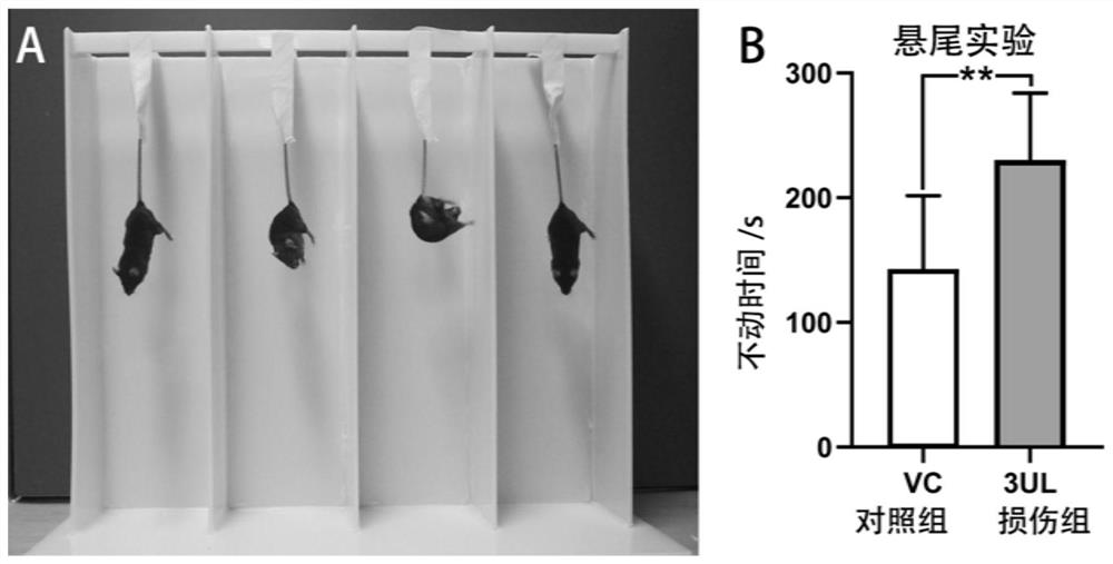 Construction method of mouse depression model