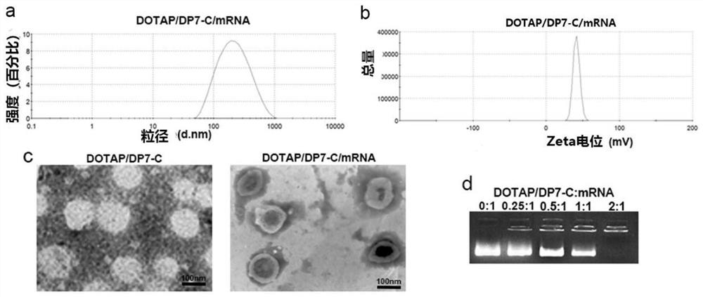Polypeptide-modified liposome, mRNA delivery system and dendritic cell vaccine