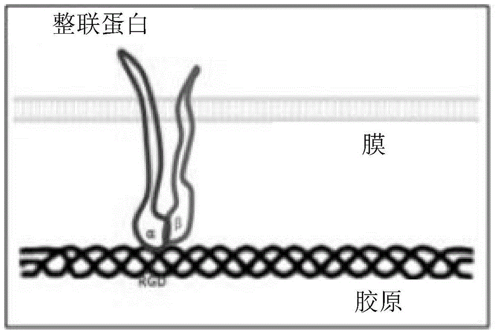 Tissue sealant in which collagen and fibrin are mixed, and method for preparing same