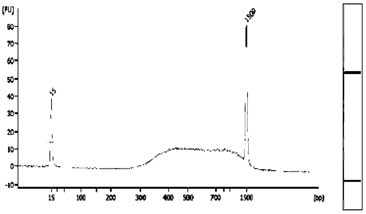 Analysis method of porcine SNP marker loci based on sequencing genotyping technology