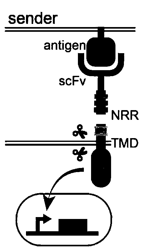 Enhanced synthetic Notch receptor and application thereof