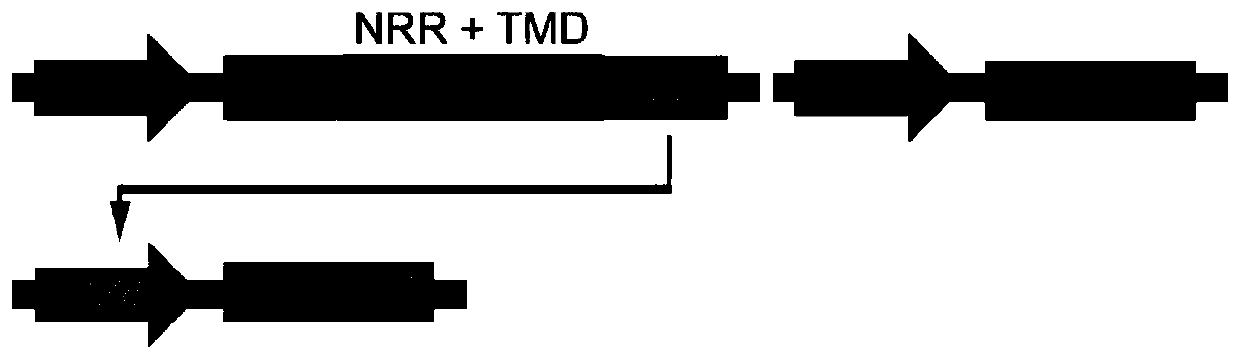 Enhanced synthetic Notch receptor and application thereof