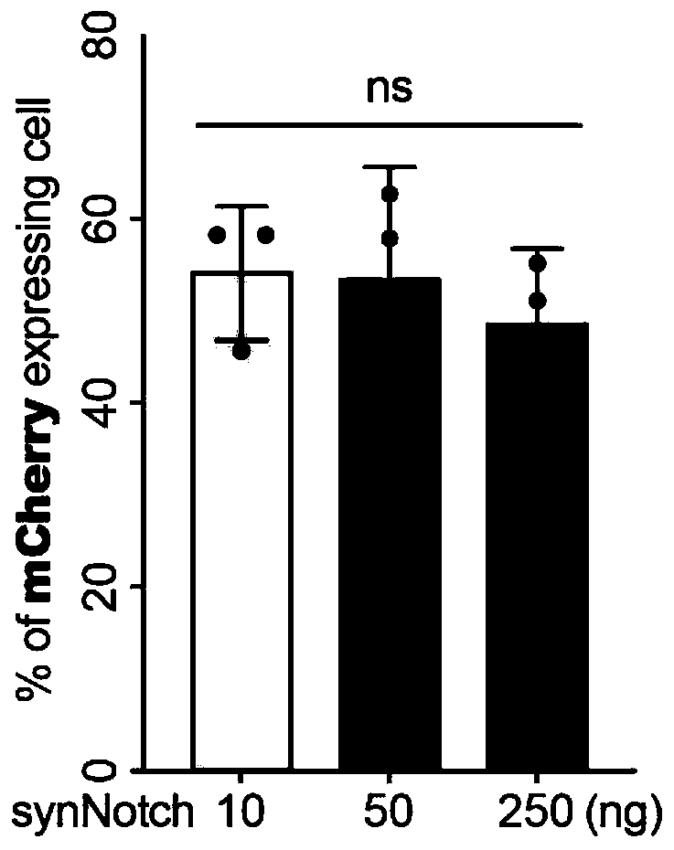 Enhanced synthetic Notch receptor and application thereof