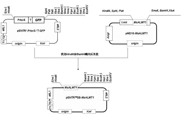 Plant expression vector of alfalfa malic acid channel protein gene MsALMT1, and applications thereof