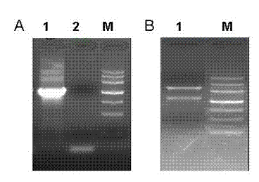 Plant expression vector of alfalfa malic acid channel protein gene MsALMT1, and applications thereof