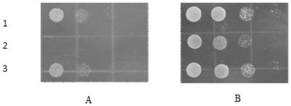 A potassium transporter tpk1 from tobacco and its coding gene and application