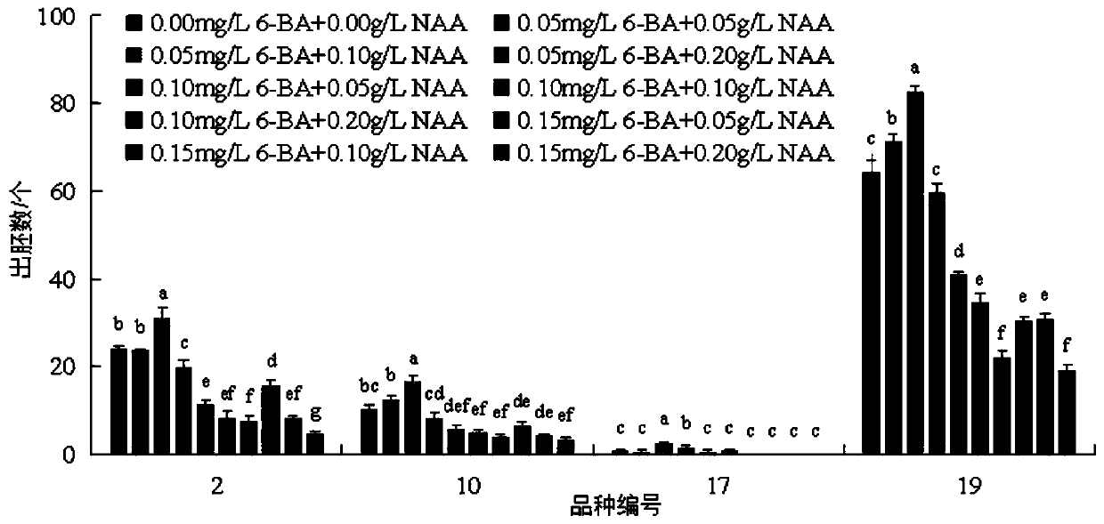 Method for increasing embryoid emergence quantity in brassica chinensis isolated microspore culture