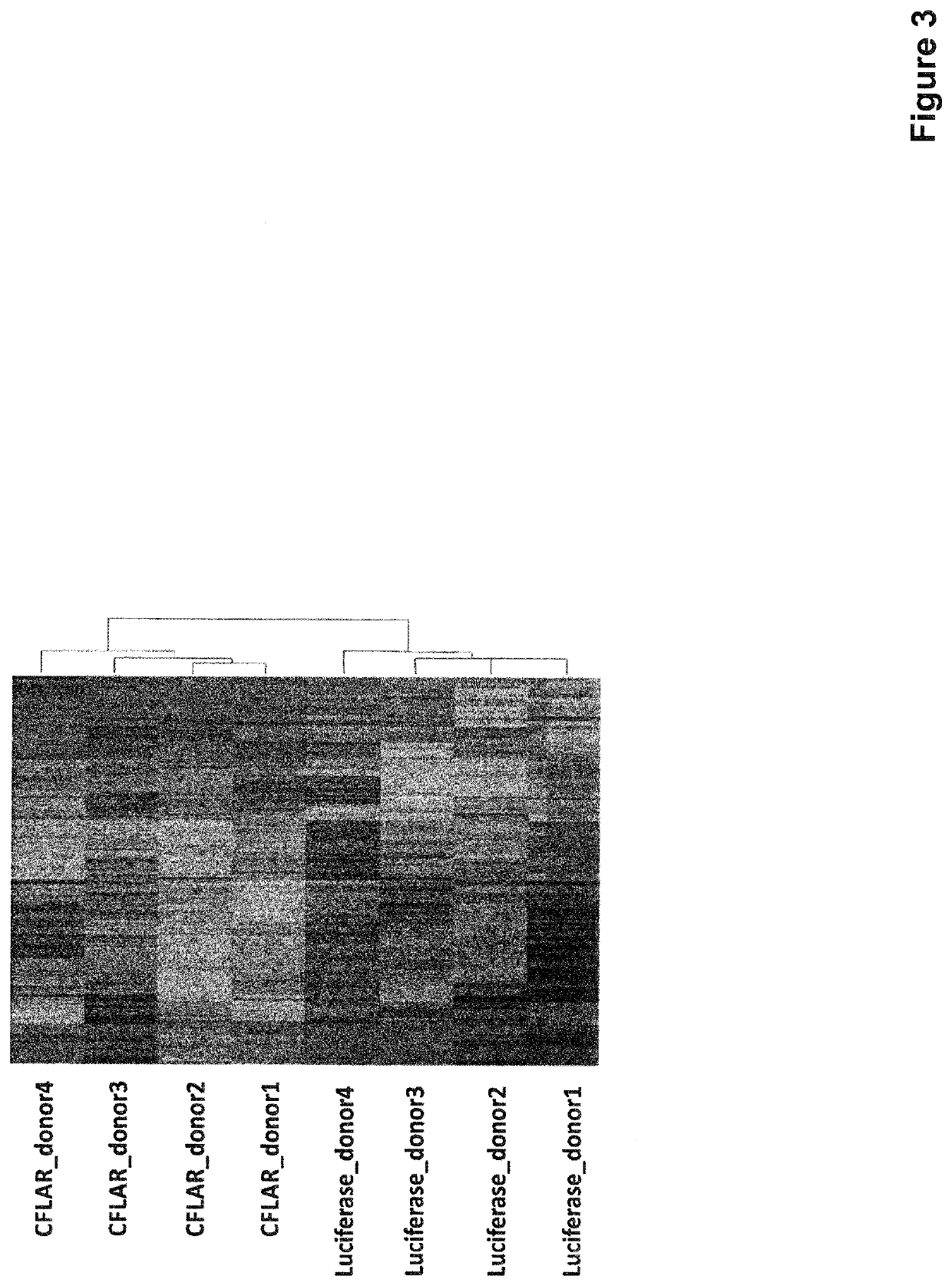 Engineered Cells for Inducing Tolerance