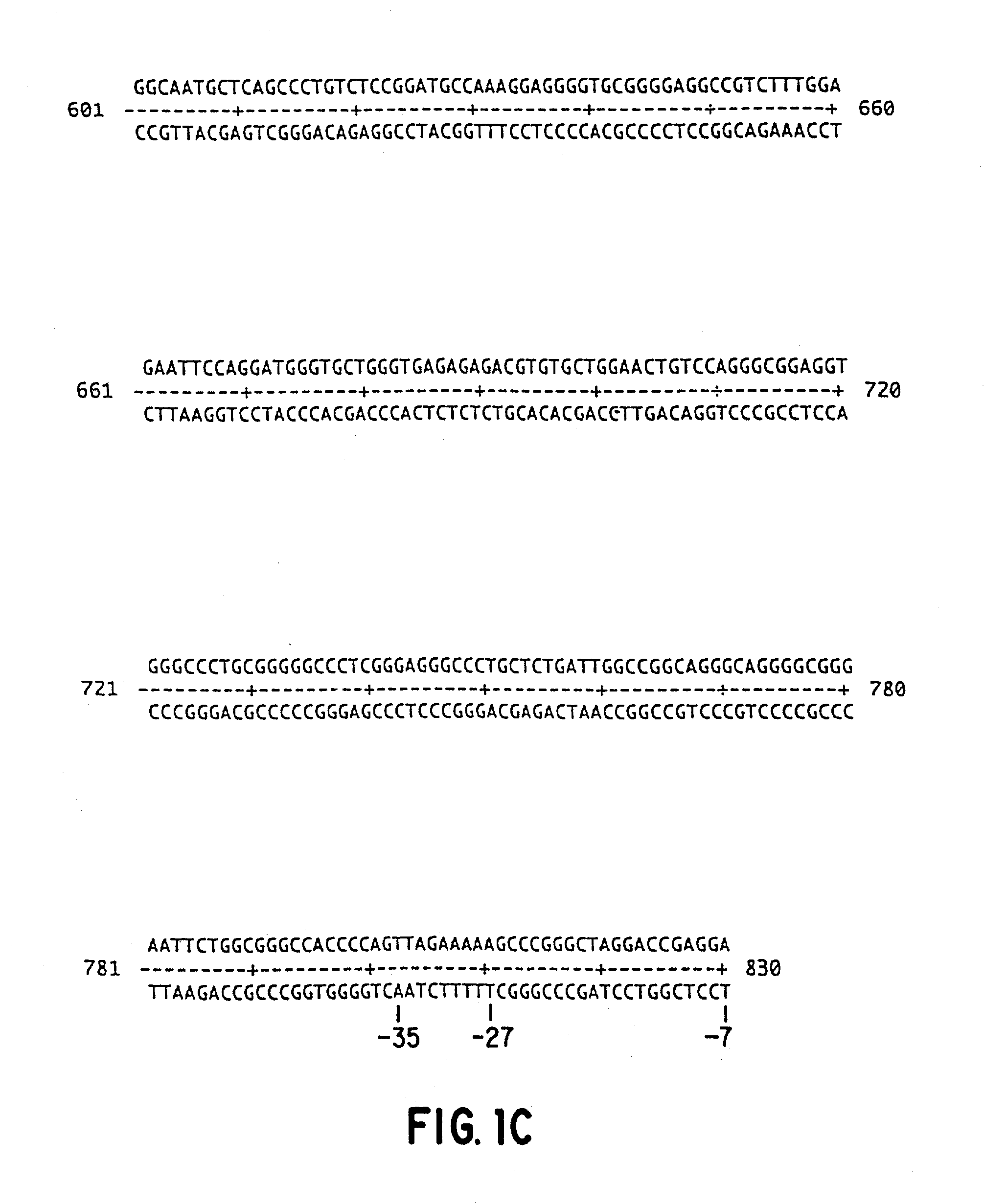 Methods and compositions for inducing tumor-specific cytotoxicity