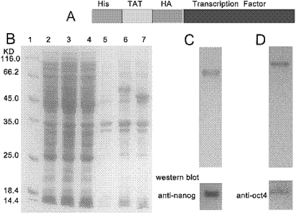 Fusion protein TAT (transactivator of transcription)-OCT4 (octamer-binding transcription factor 4), and coding gene and application thereof