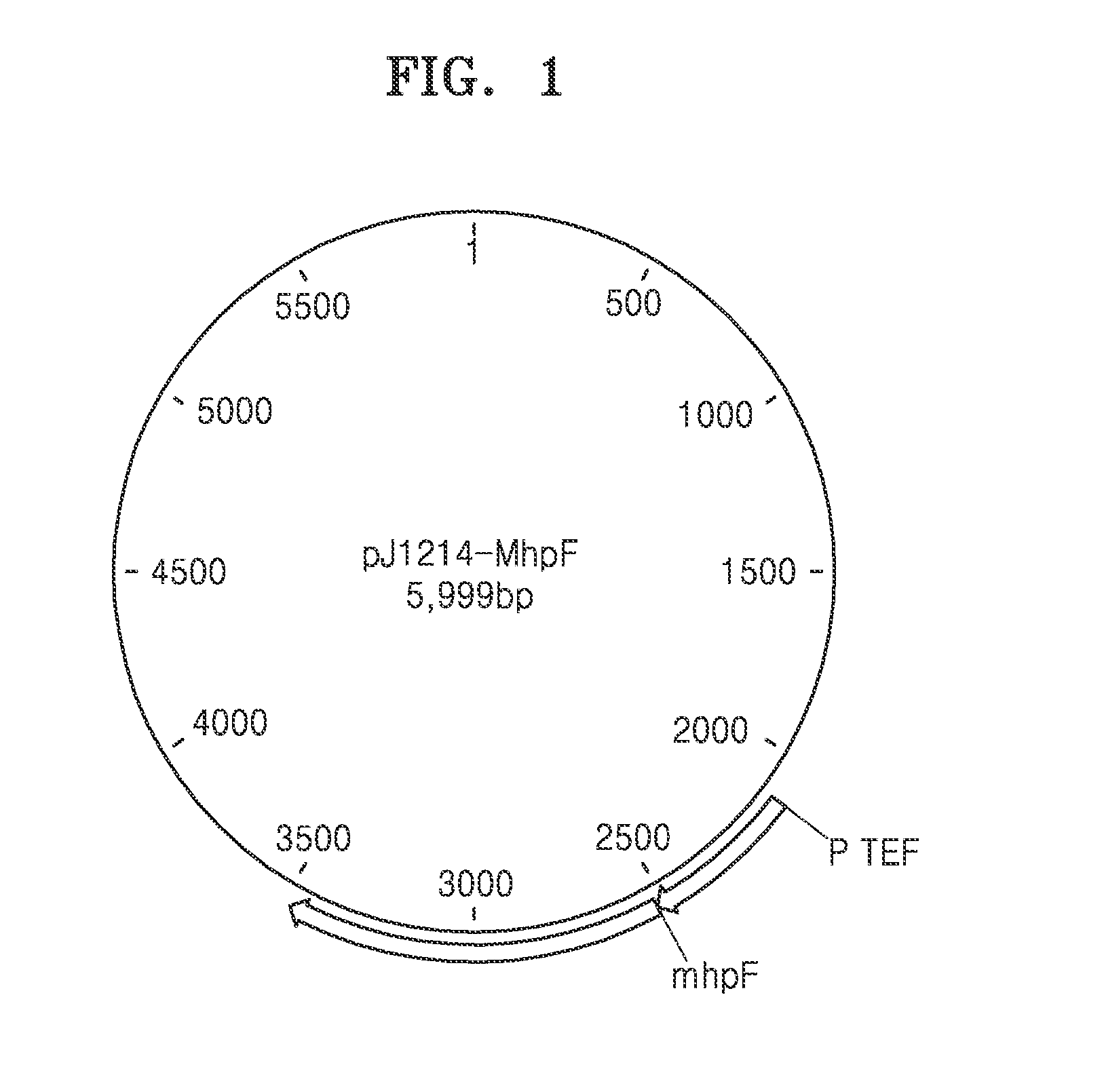 Genetically engineered yeast cell producing lactate including acetaldehyde dehydrogenase, method of producing yeast cell, and method of producing lactate using the same