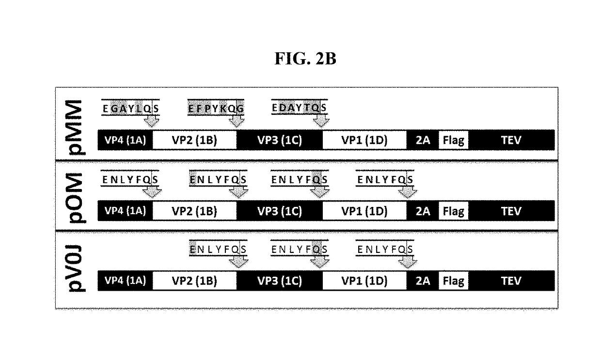 Processing engineered fmdv p1 polypeptide using an alternative tev protease