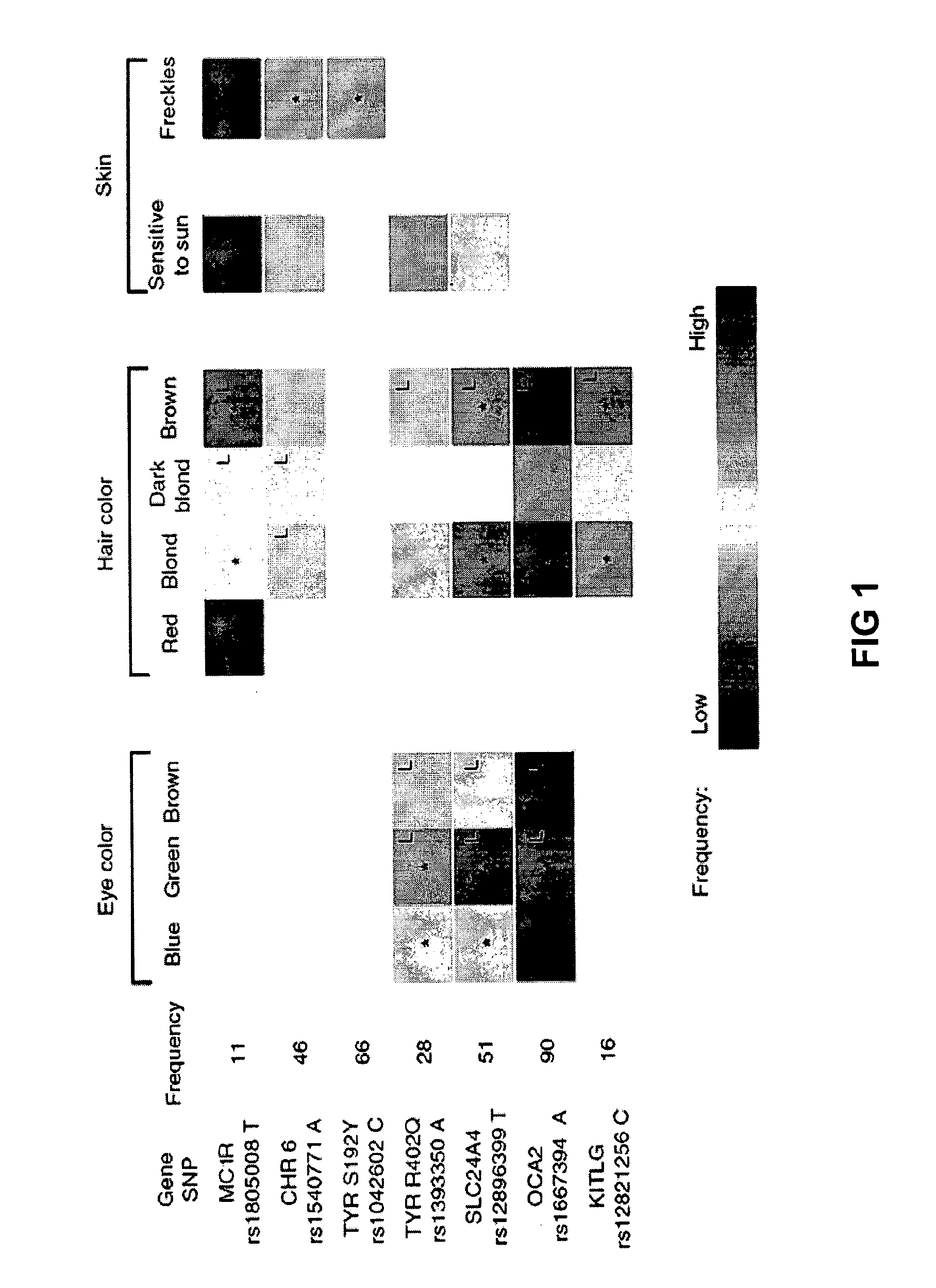 Sequence variants for inferring human pigmentation patterns