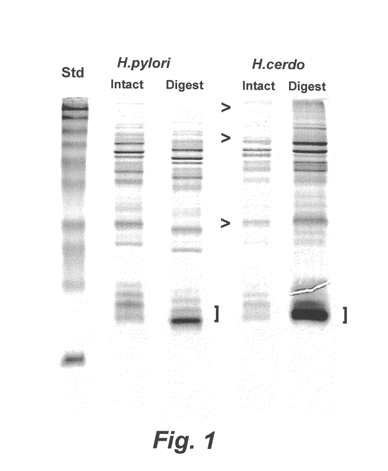 Porcine <i>Helicobacter </i>infection