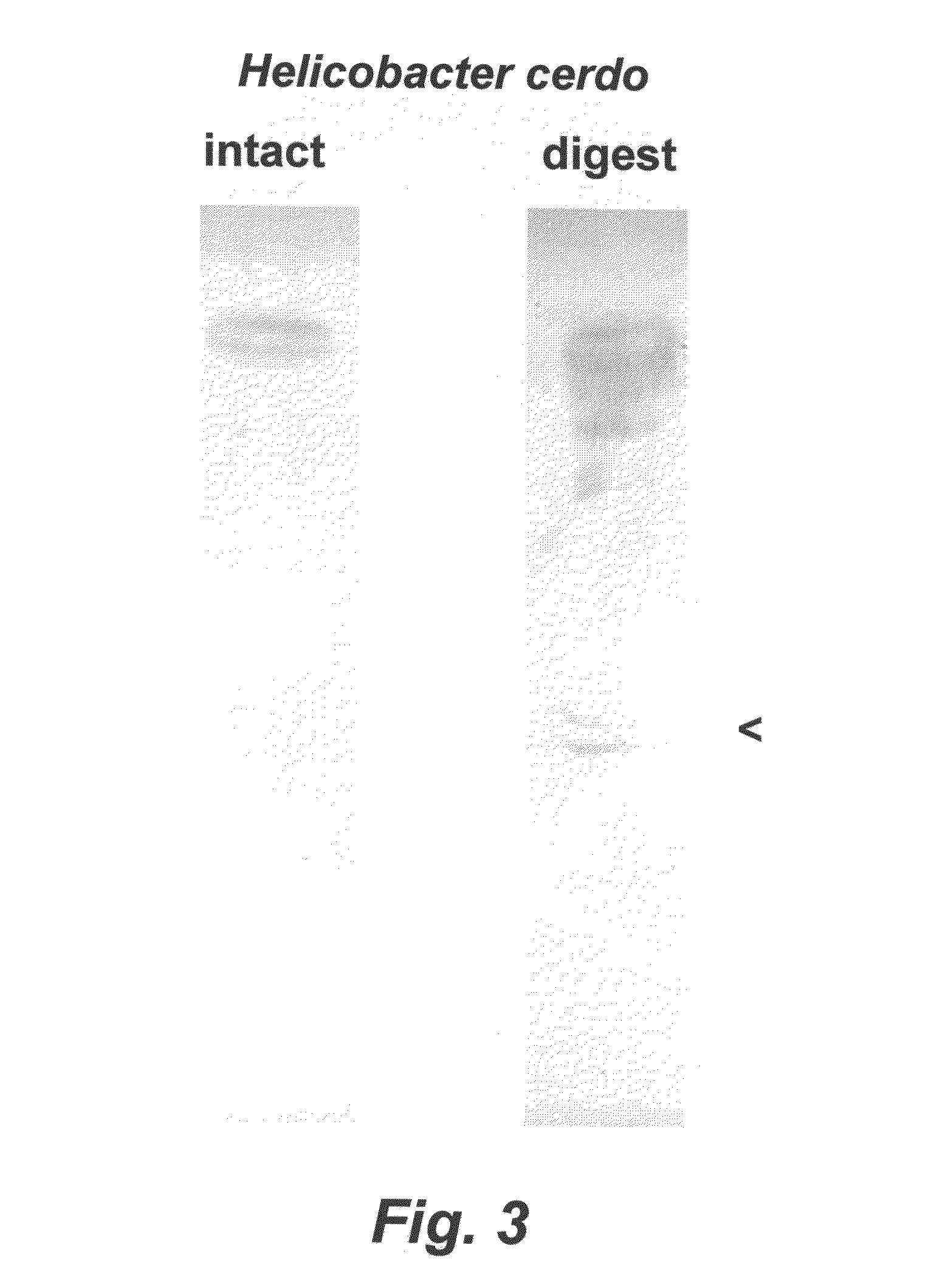 Porcine <i>Helicobacter </i>infection