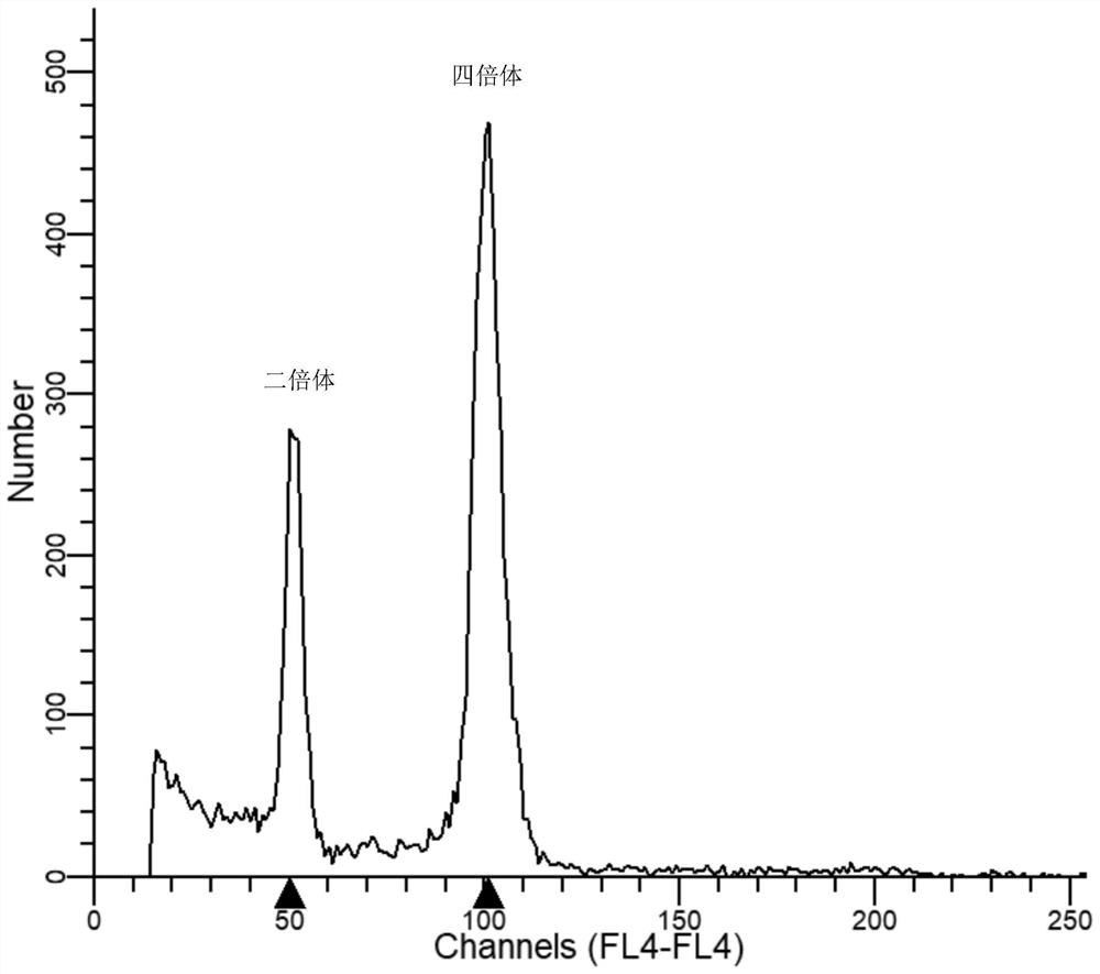 Plant polyploid induction method