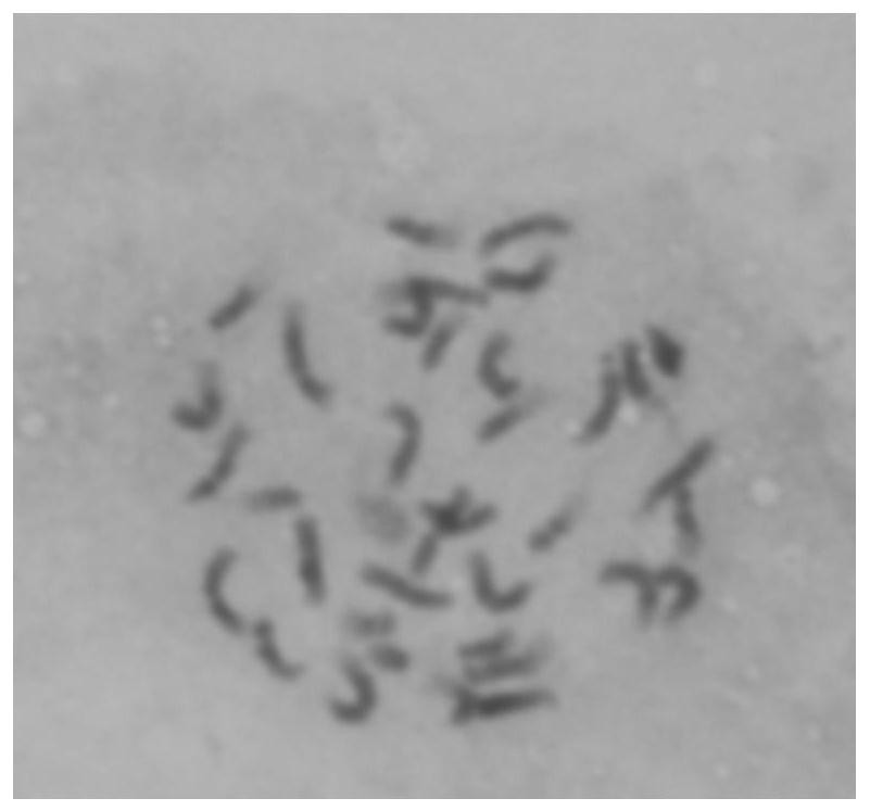 Plant polyploid induction method