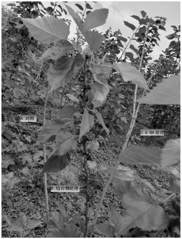Efficient cultivation method for breaking dormancy of winter buds of fruit mulberry trees in tropical regions and dormancy breaking agent