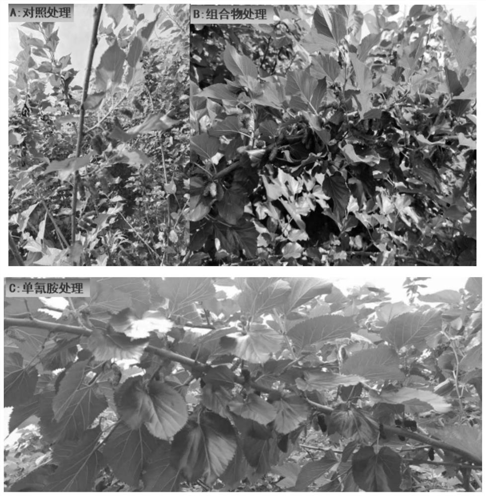Efficient cultivation method for breaking dormancy of winter buds of fruit mulberry trees in tropical regions and dormancy breaking agent