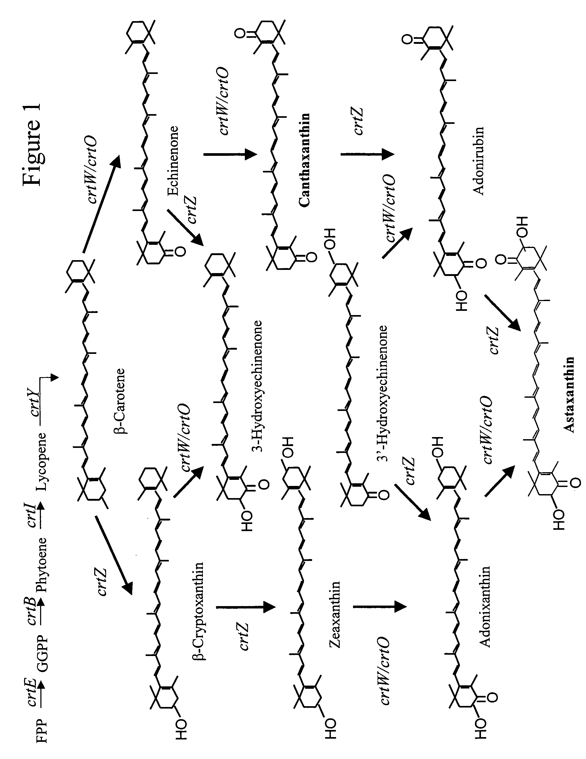 Bioproduction of astaxanthin using mutant carotenoid ketolase and carotenoid hydroxylase genes