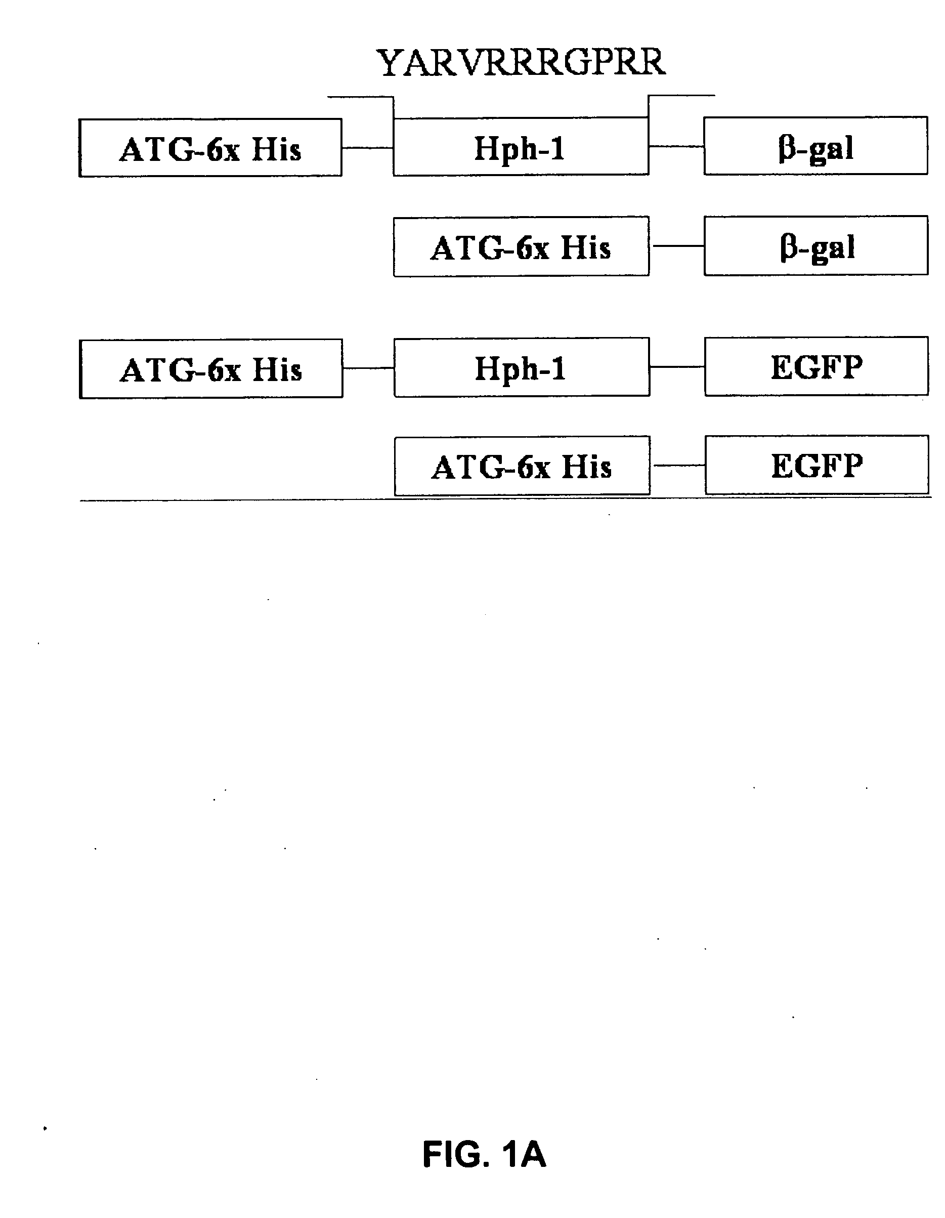 Methods for fusion polypeptide delivery into a cell