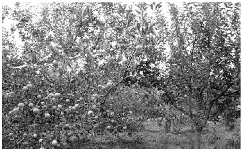SSR Molecular Marker and Its Application for Identifying Resistance and Susceptibility to Anthracnose Leaf Blight of Apple