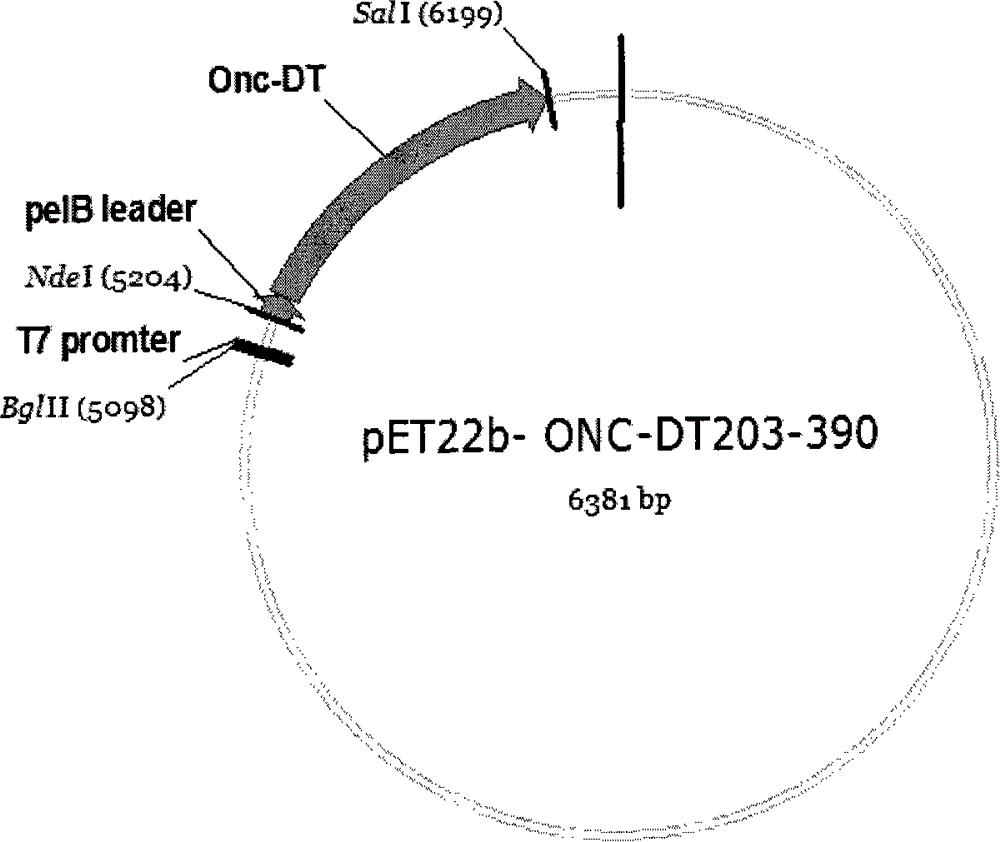 Fusion protein of ribonuclease and toxin membrane translocation domain and its preparation method and use