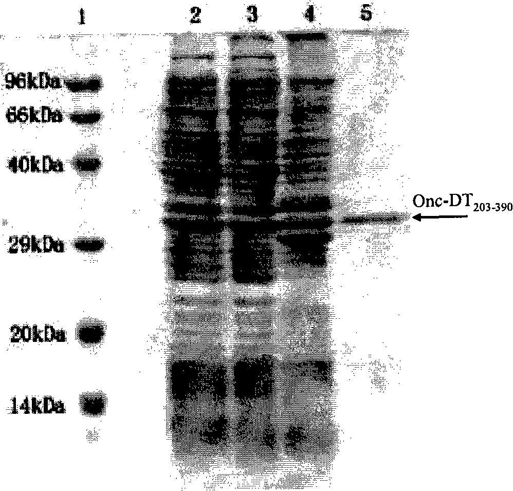 Fusion protein of ribonuclease and toxin membrane translocation domain and its preparation method and use