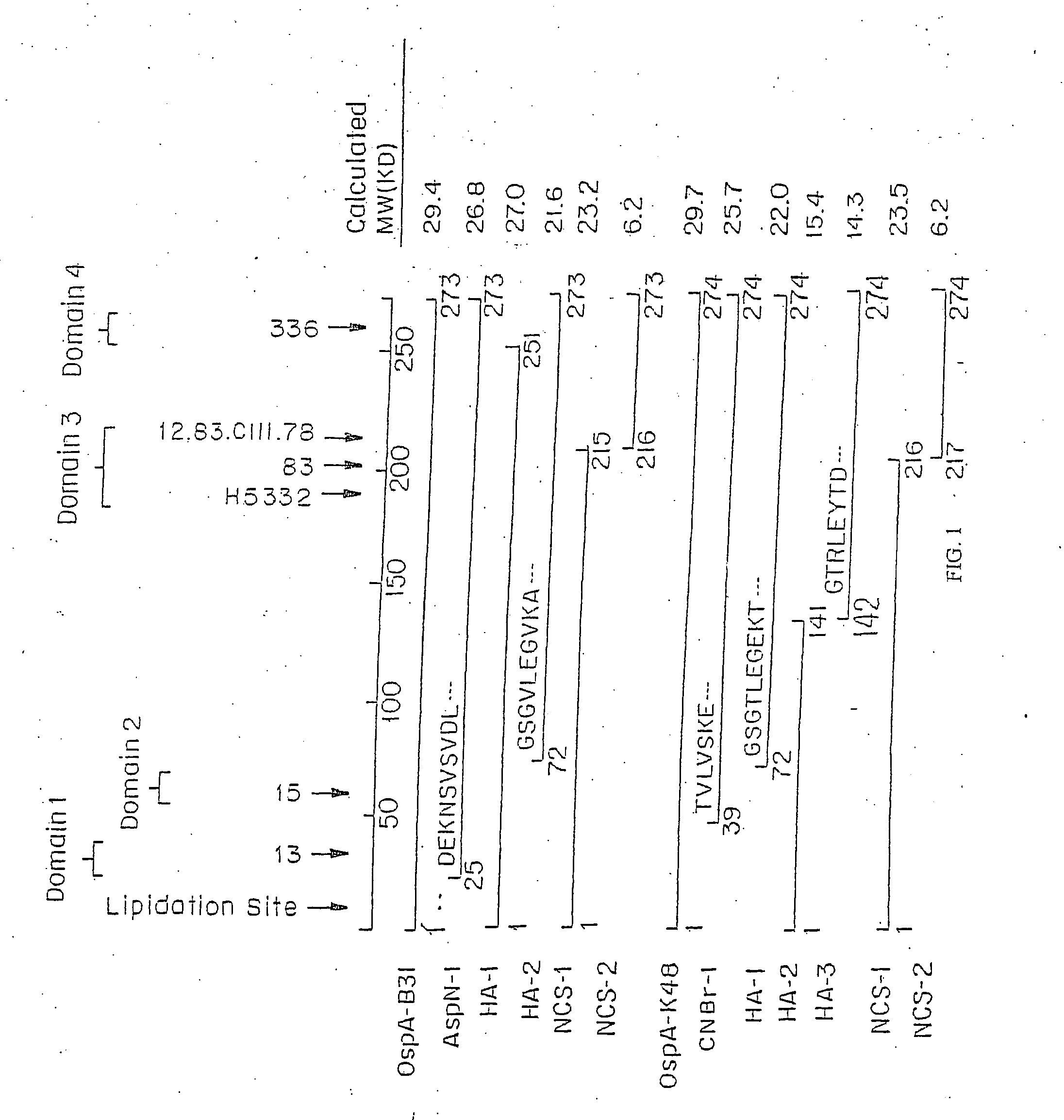 Recombinant constructs of Borrelia burgdorferi