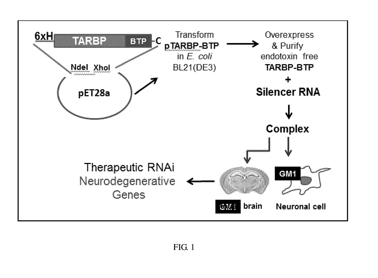 Recombinant protein-based method for the delivery of silencer RNA to target the brain