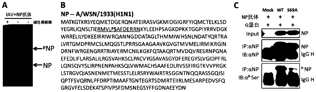 S69 mutation sequence, mutant and application of influenza A virus nucleoprotein