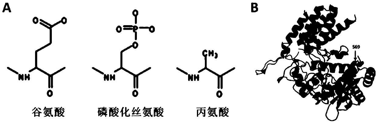 S69 mutation sequence, mutant and application of influenza A virus nucleoprotein