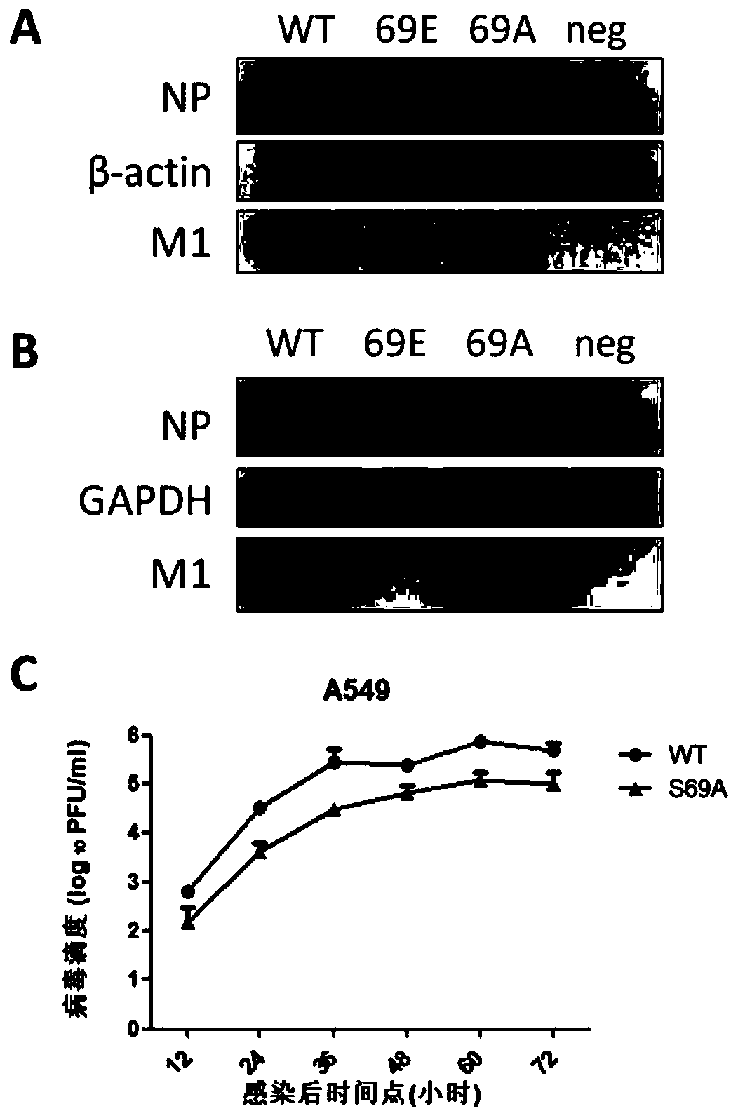 S69 mutation sequence, mutant and application of influenza A virus nucleoprotein