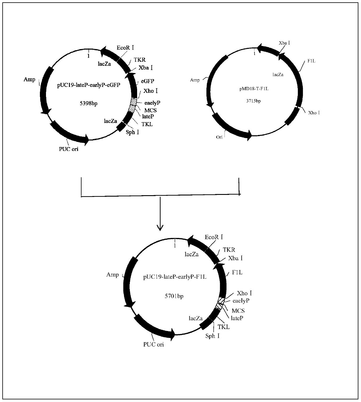 Selection marker-free recombinant goat-pox virus for expression of Orf virus F1L protein and construction method thereof