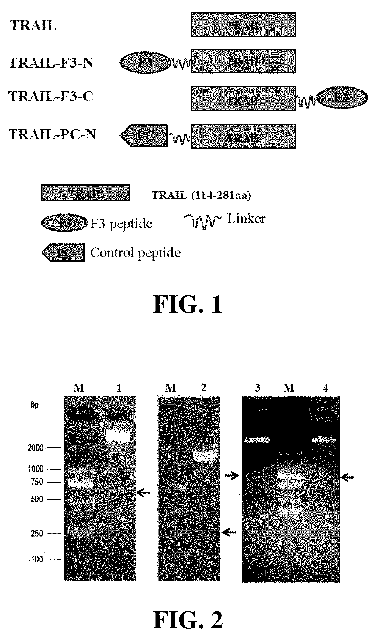 Tumor necrosis factor-related apoptosis-inducing ligand variant, as well as a preparation method and use thereof