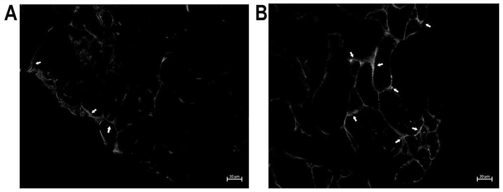 Bicistronic DNA vaccine for grouper viral nervous necrosis