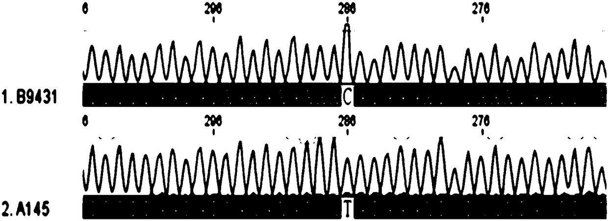 Chili maturity SNP (Single Nucleotide Polymorphism) molecular marker and application thereof