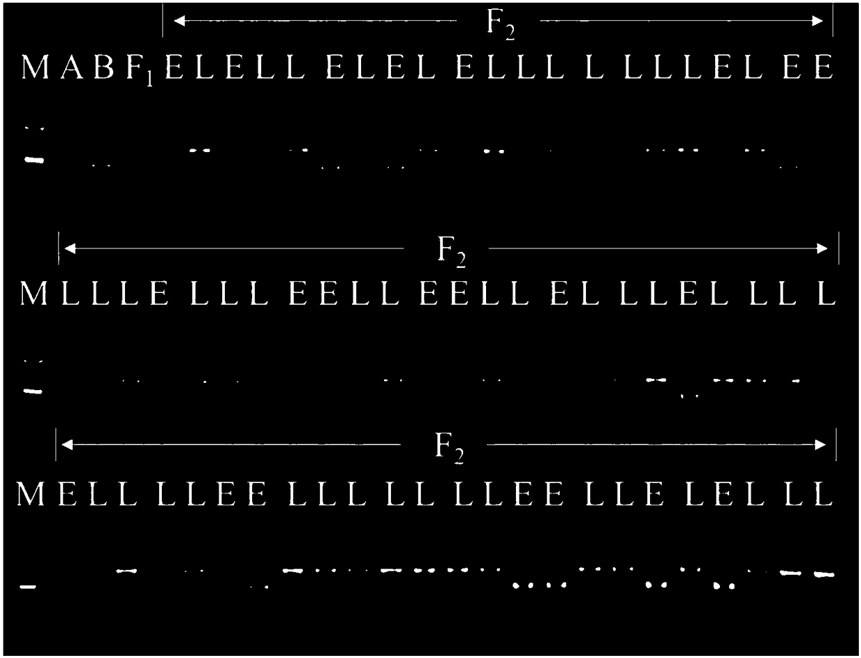 Chili maturity SNP (Single Nucleotide Polymorphism) molecular marker and application thereof