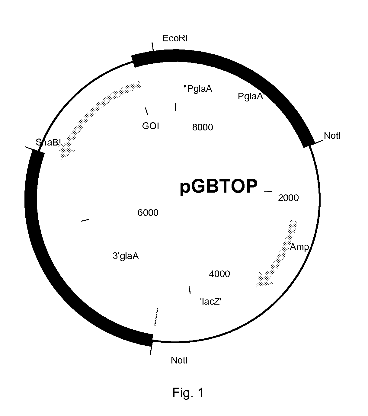 Polypeptide having acetyl xylan esterase activity and uses thereof