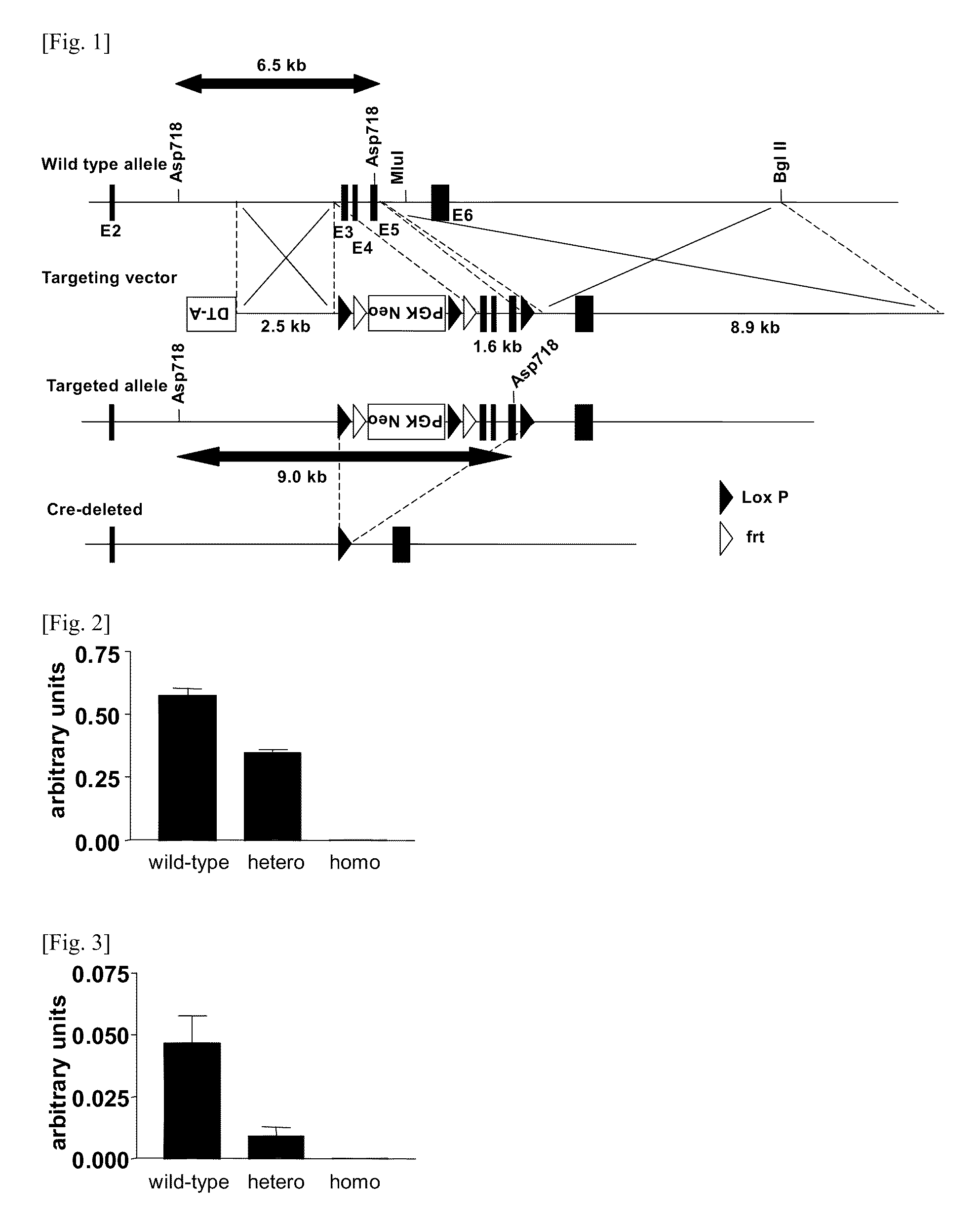 Animal having modification in mgat2 gene