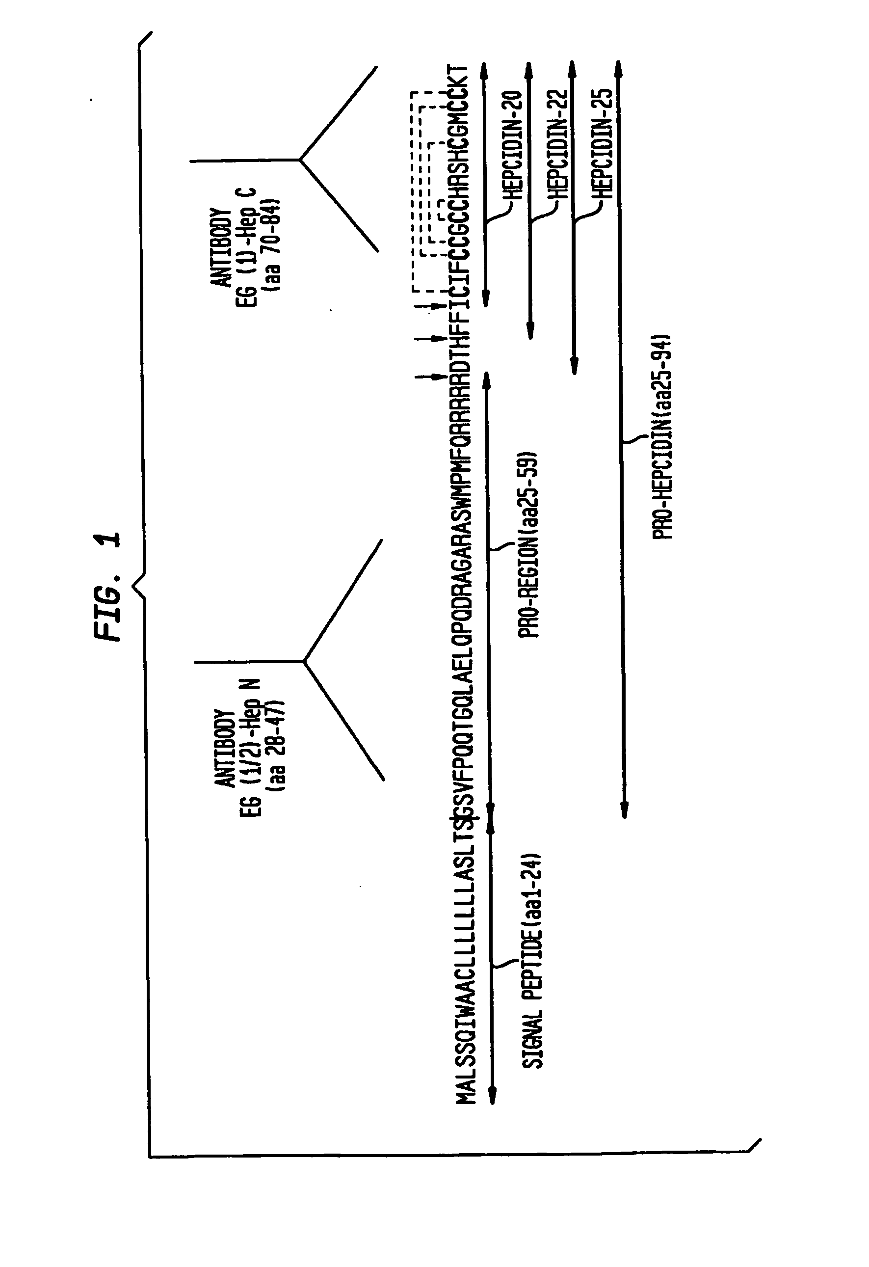 Diagnostic method for disease by screening for hepcidin in human or animal tissues, blood or body fluids and therapeutic uses therefor