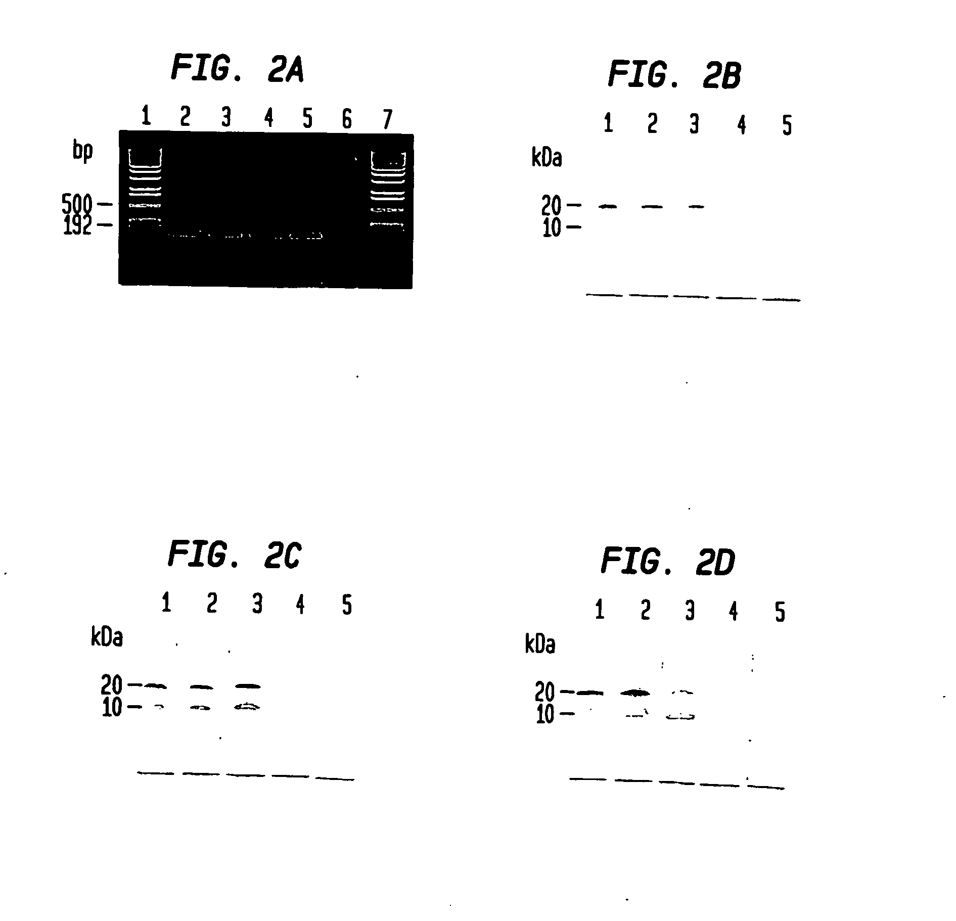 Diagnostic method for disease by screening for hepcidin in human or animal tissues, blood or body fluids and therapeutic uses therefor