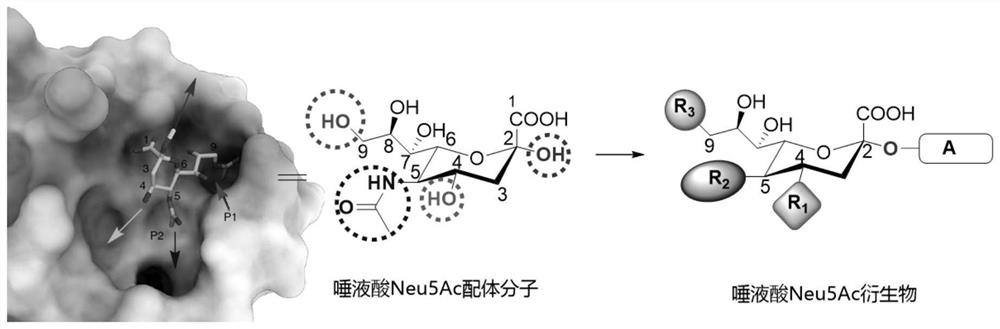Sialic acid Neu5Ac derivative as well as preparation method and application thereof
