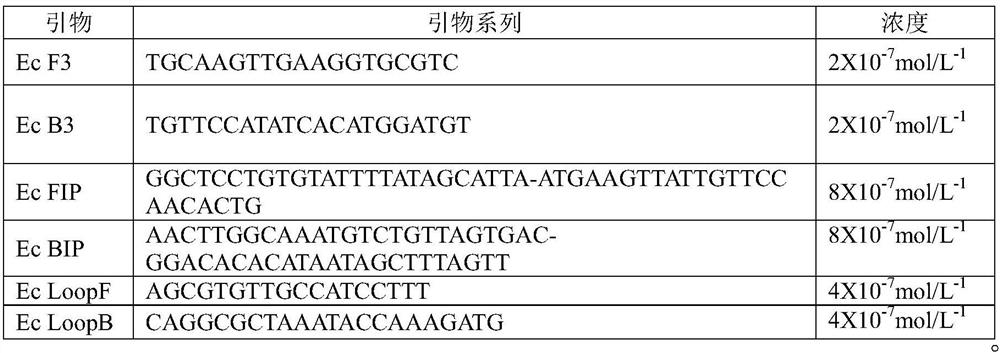 Primer group for quantitative detection of escherichia coli DNA on surface of urinary catheter