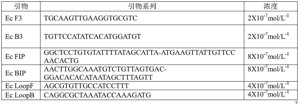 Primer group for quantitative detection of escherichia coli DNA on surface of urinary catheter