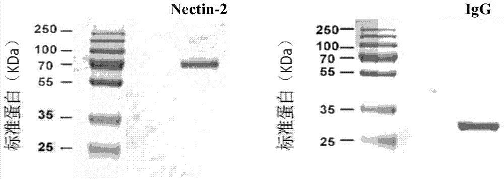 Application of human nectin‑2 protein