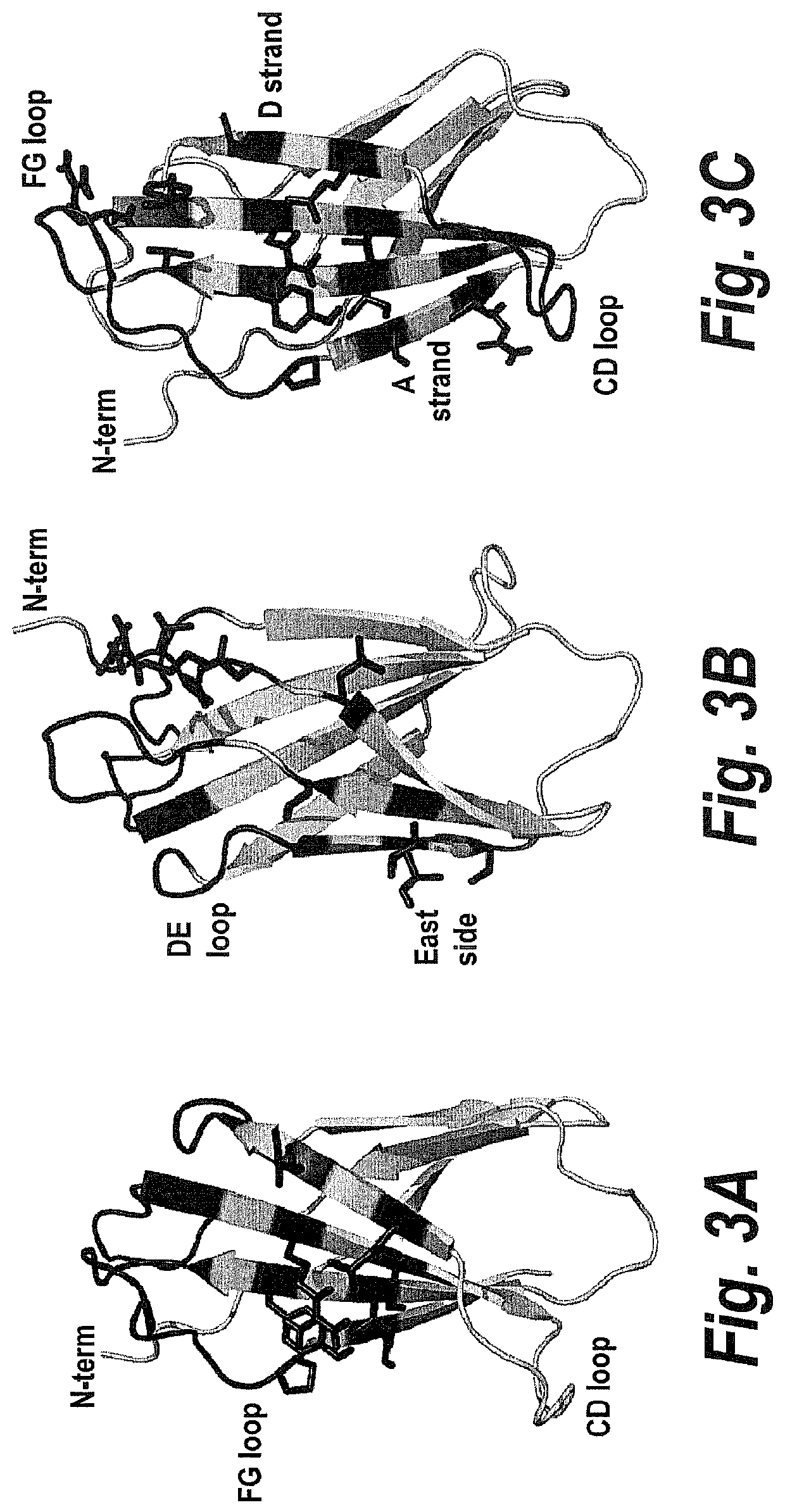 Fibronectin based scaffold proteins